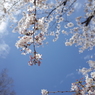 上野の桜２