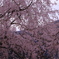 山間の枝垂桜