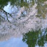 桜 水辺