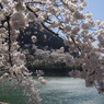 春風　桜満開