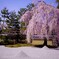 高台寺の枝垂れ桜