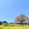 馬場の山桜