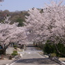 桜のトンネル