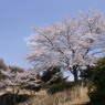 桜を見上げて