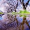 雨上がりの佐保川小径