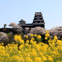 『大洲城×桜×菜の花』