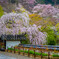 長谷寺の桜