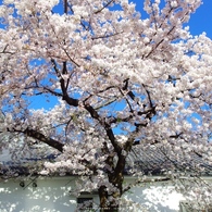 黄桜酒場の桜