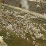 夙川の桜、記念写真