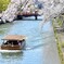 桜と川と船と橋