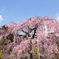 待賢門院桜