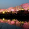 治水緑地の夜桜