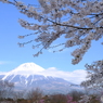 桜と富士山　１