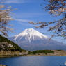 桜と富士山　２