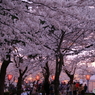 高田城址観桜会2019