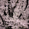 飯山城桜2018