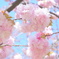 八重桜  糸括（いとくくり）