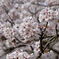 海津大崎の桜