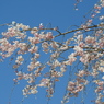 枝垂れ桜3