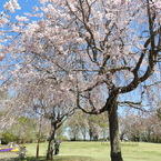 枝垂れ桜5