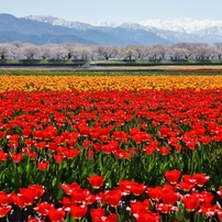 富山県舟川べりの桜並木①