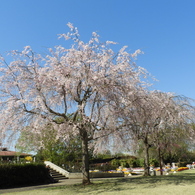 枝垂れ桜9