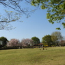 枝垂れ桜10