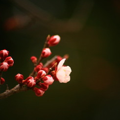 梅の花 その参