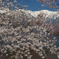 望岳荘の桜