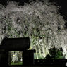 増泉寺の枝垂れ桜
