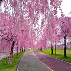 桜色の雨