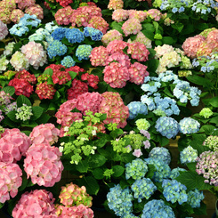 手柄山温室植物園