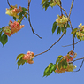 御衣黄桜　④ 枝先の花 赤くなってきた