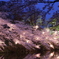 高田公園の夜桜1