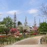 平成つつじ公園15