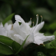 谷間の白い花