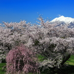 霊峰と桜 I