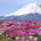 富士山と芝桜1