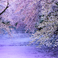 平成桜