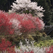 四月花の時