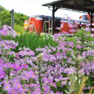 桜草が待つ駅