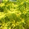 黄色い小花