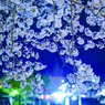 夜桜