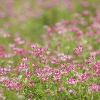 春の花にお花畑