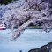 明石公園　桜