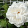 今年の白薔薇