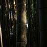 竹の力
