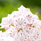 カルミヤ園芸品種（白）の花