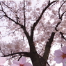 桜の花の舞い　（合成写真）
