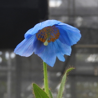 東京都薬用植物園の芥子の花